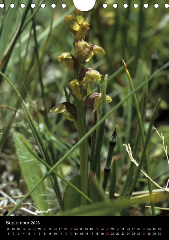 Heimische Orchideen IV