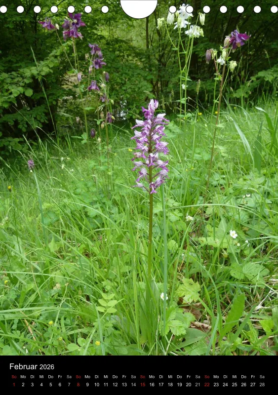 Heimische Orchideen IV