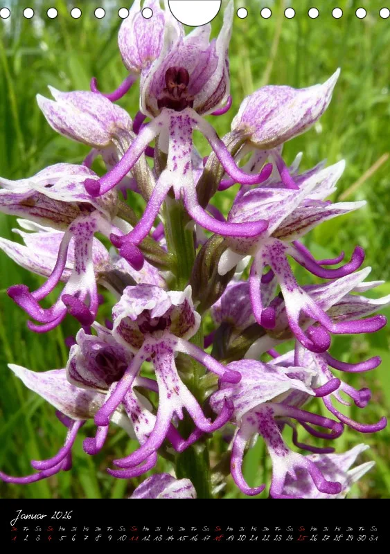 Heimische Orchideen I