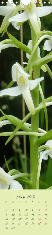 Heimische Orchideen II
