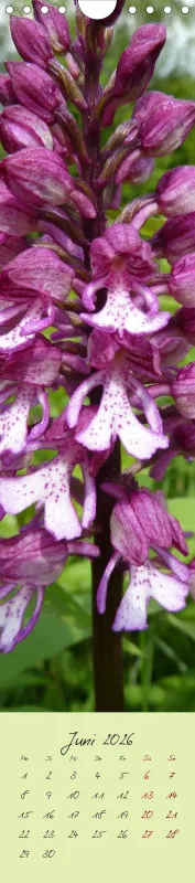 Heimische Orchideen II
