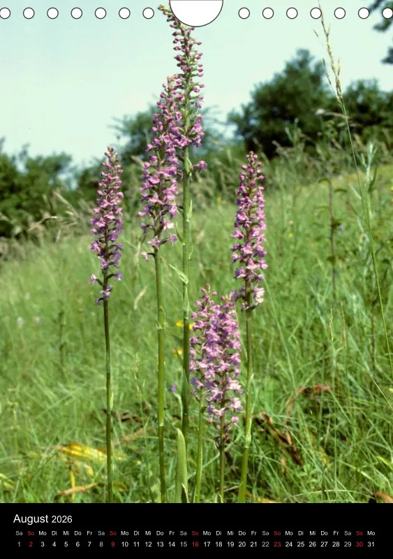 Heimische Orchideen IV