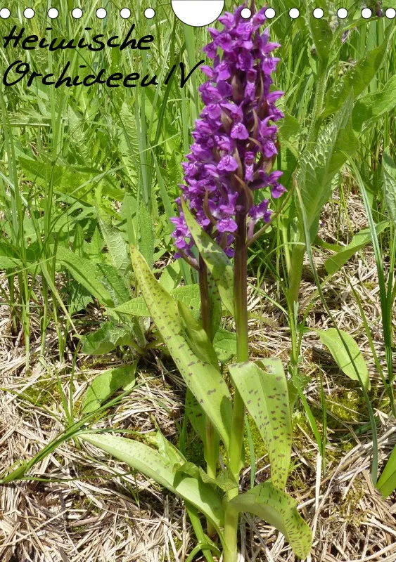Heimische Orchideen IV