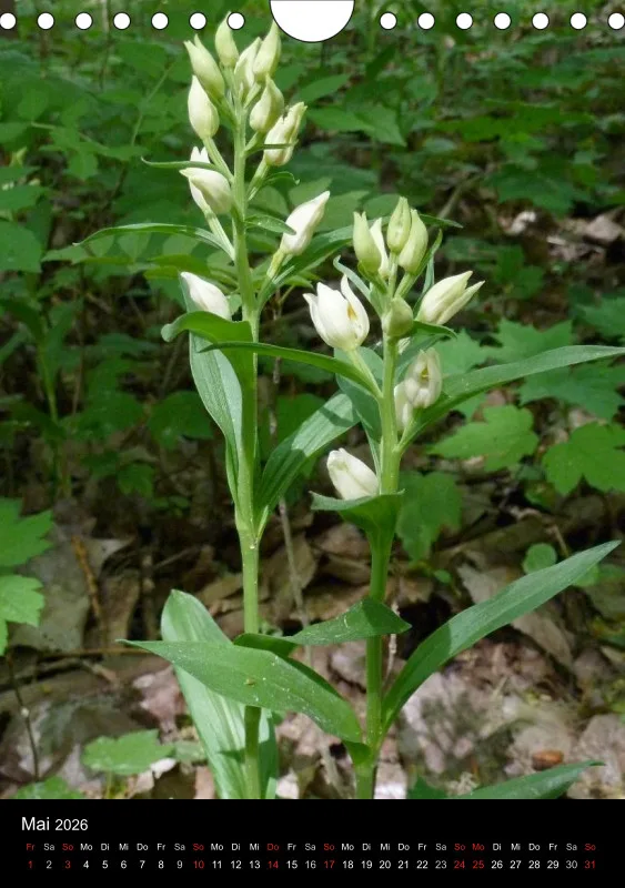 Heimische Orchideen IV