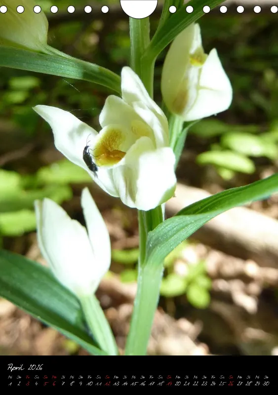 Heimische Orchideen I