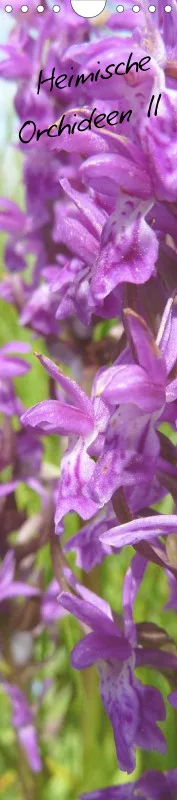 Heimische Orchideen II
