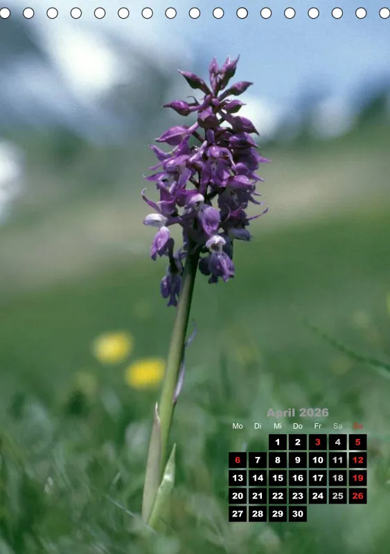 Heimische Orchideen III