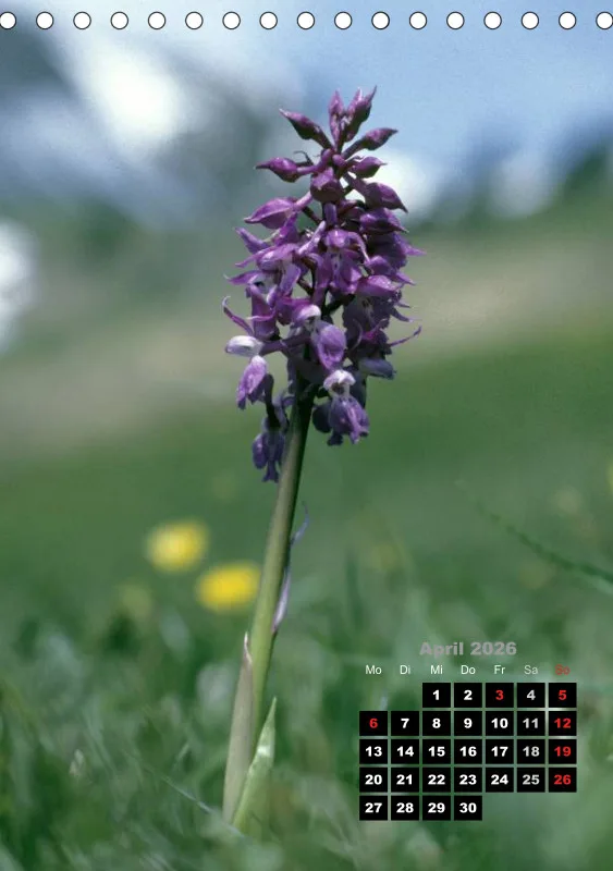 Heimische Orchideen III