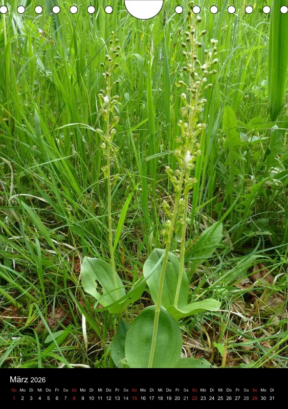 Heimische Orchideen IV