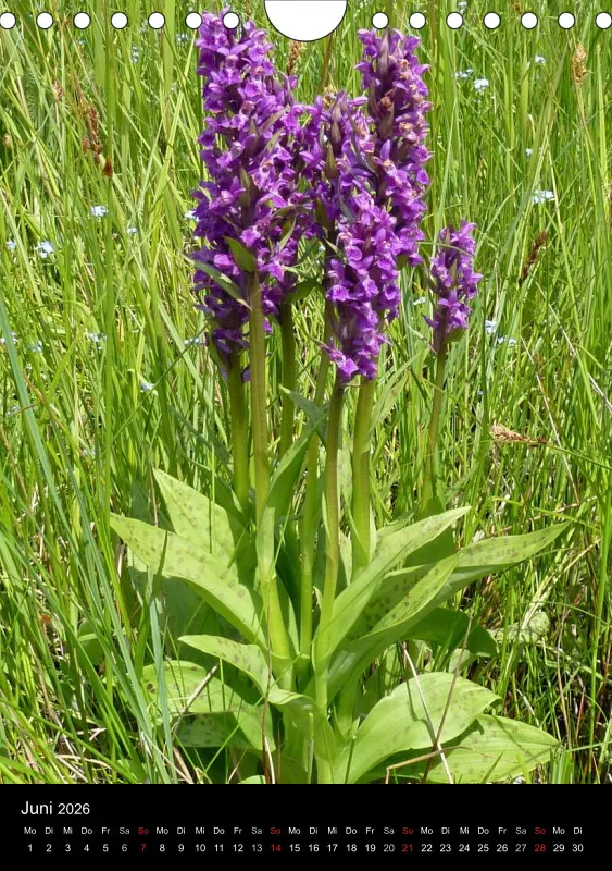 Heimische Orchideen IV