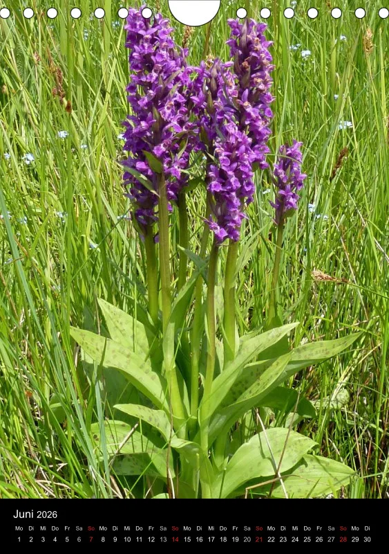 Heimische Orchideen IV