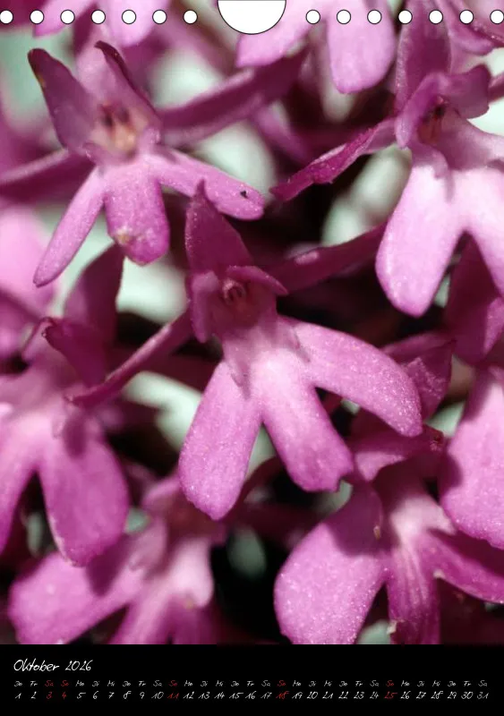 Heimische Orchideen I
