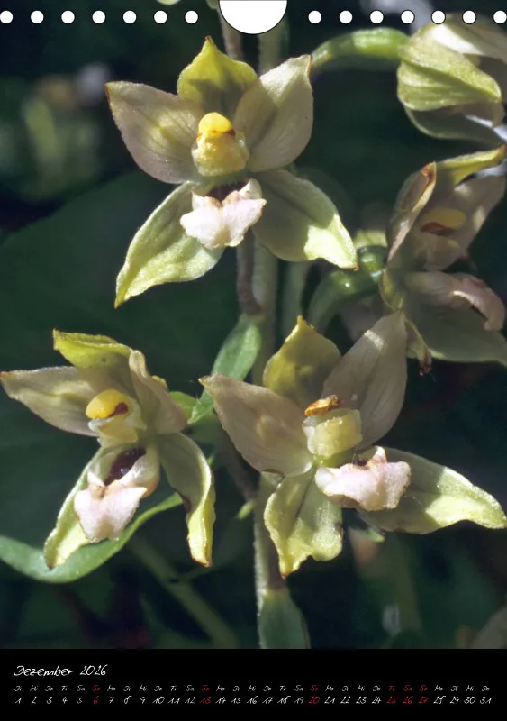 Heimische Orchideen I