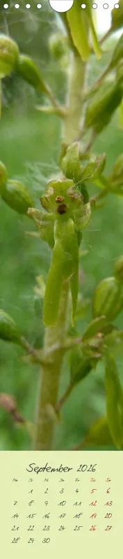 Heimische Orchideen II