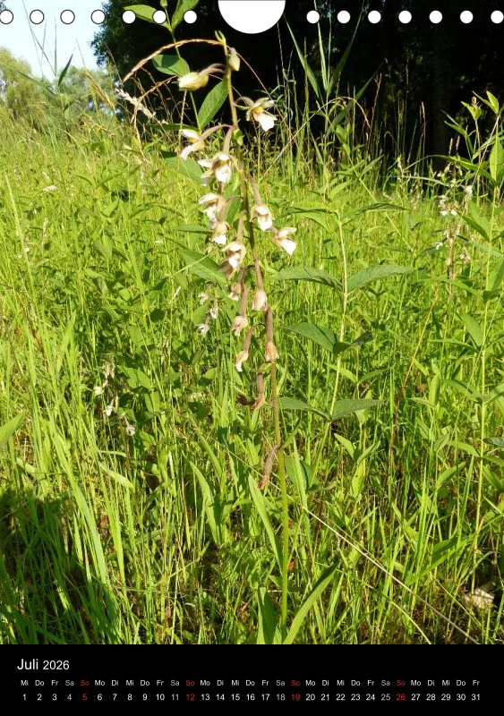 Heimische Orchideen IV