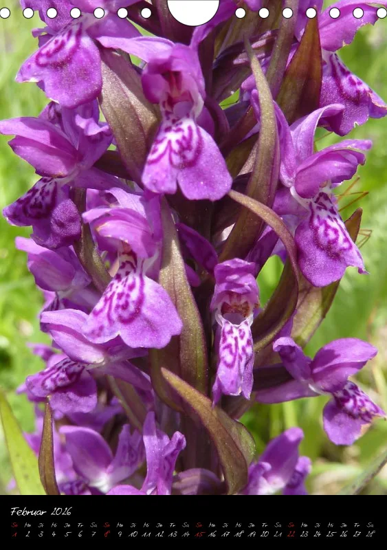 Heimische Orchideen I