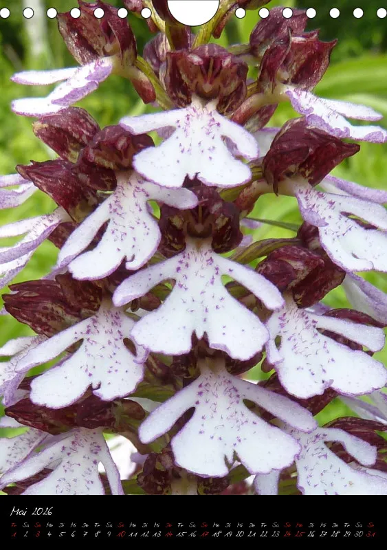 Heimische Orchideen I