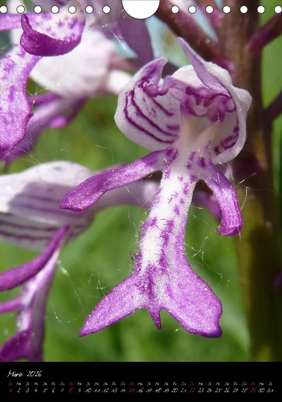 Heimische Orchideen I