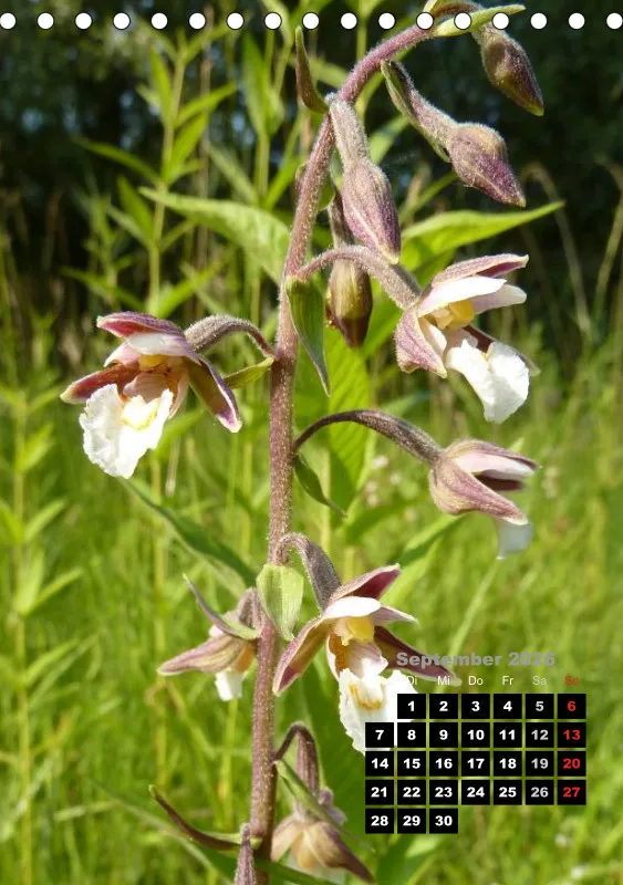 Heimische Orchideen III