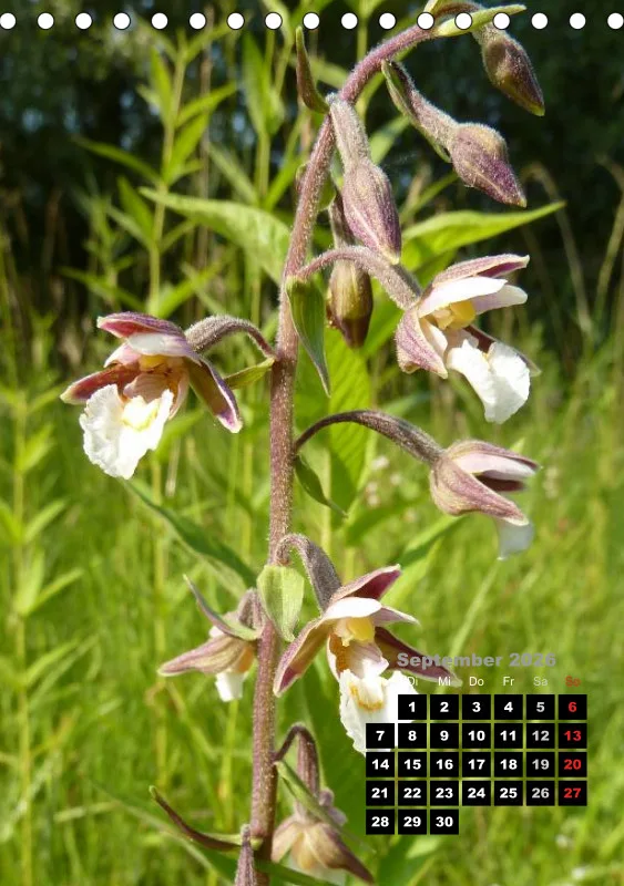 Heimische Orchideen III