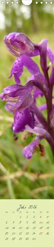 Heimische Orchideen II
