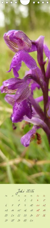 Heimische Orchideen II