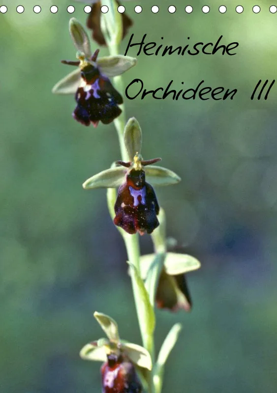 Heimische Orchideen III