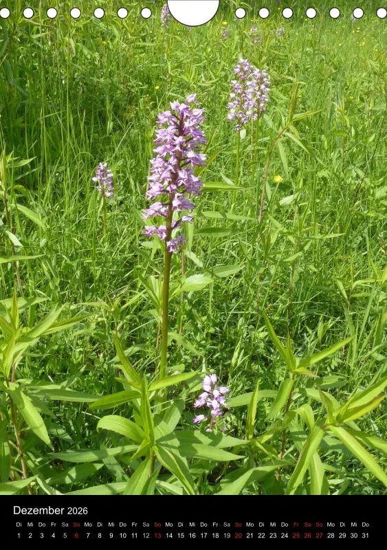 Heimische Orchideen IV