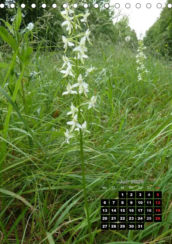Heimische Orchideen III