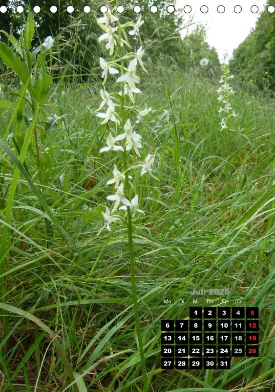 Heimische Orchideen III