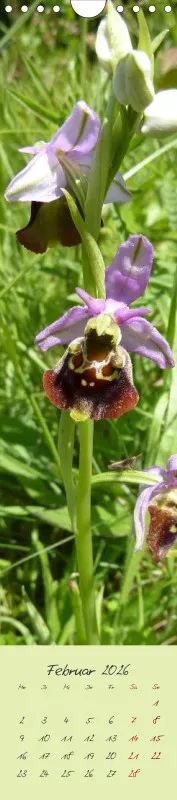 Heimische Orchideen II
