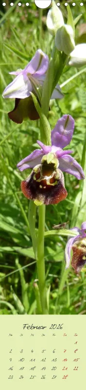 Heimische Orchideen II