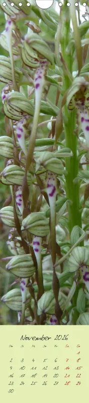 Heimische Orchideen II