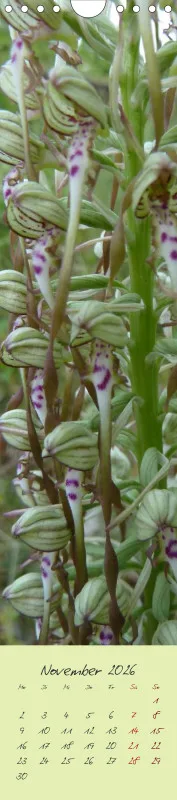 Heimische Orchideen II