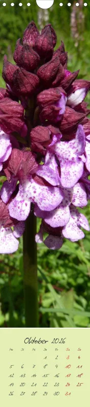 Heimische Orchideen II