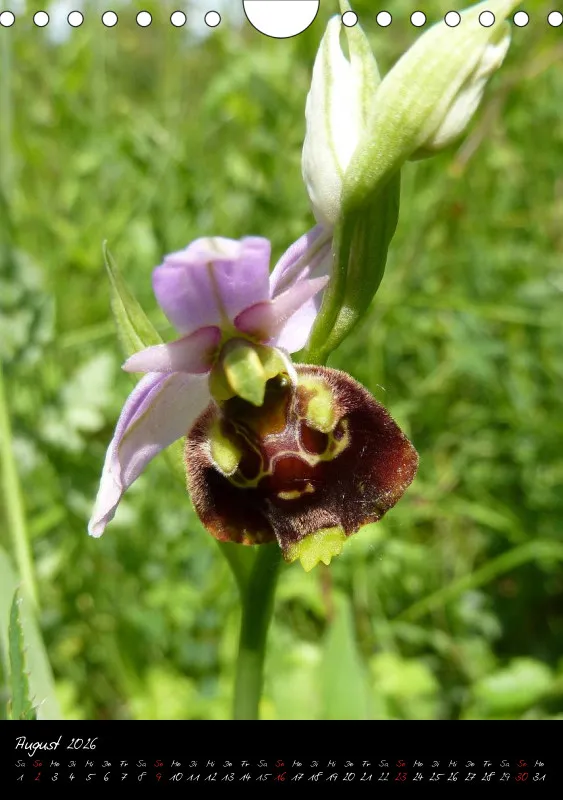Heimische Orchideen I