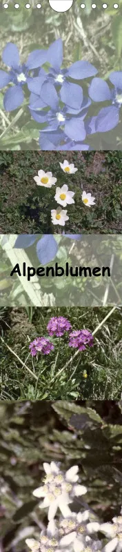 Alpenblumen