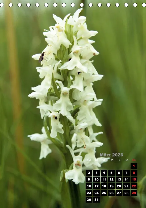 Heimische Orchideen III