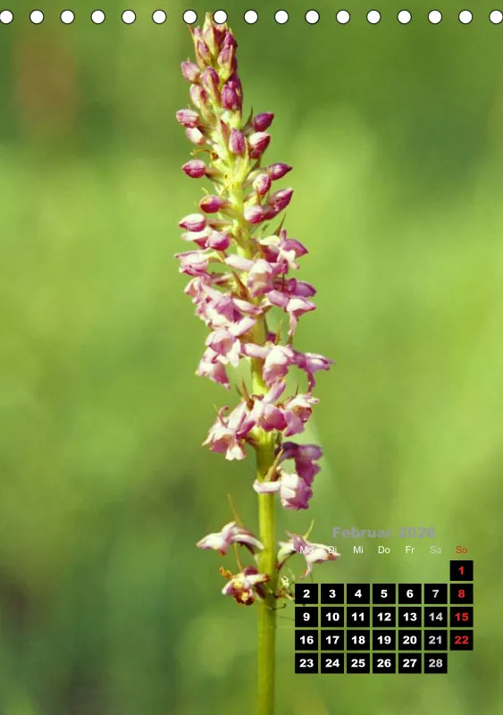 Heimische Orchideen III