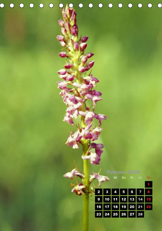 Heimische Orchideen III