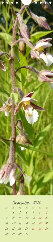 Heimische Orchideen II
