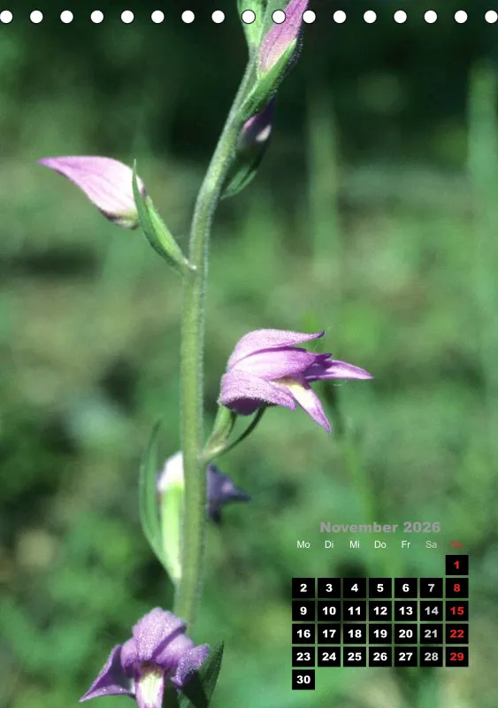 Heimische Orchideen III