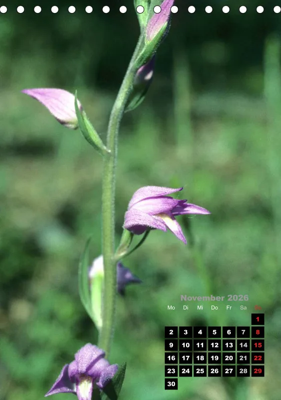 Heimische Orchideen III