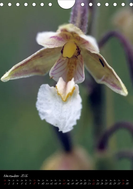 Heimische Orchideen I