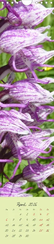 Heimische Orchideen II