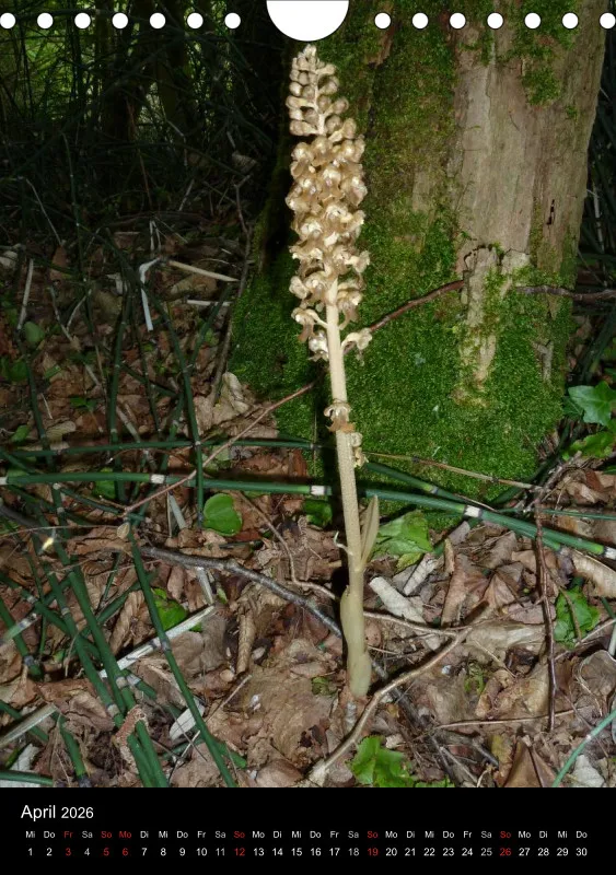 Heimische Orchideen IV