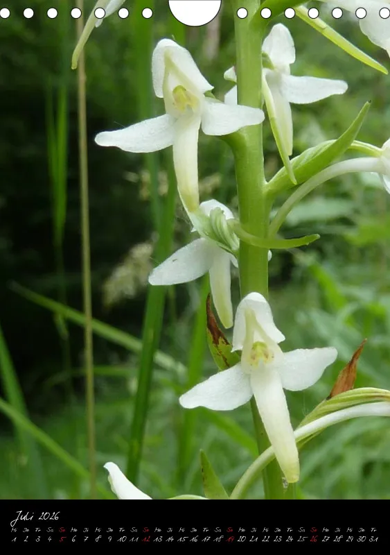 Heimische Orchideen I