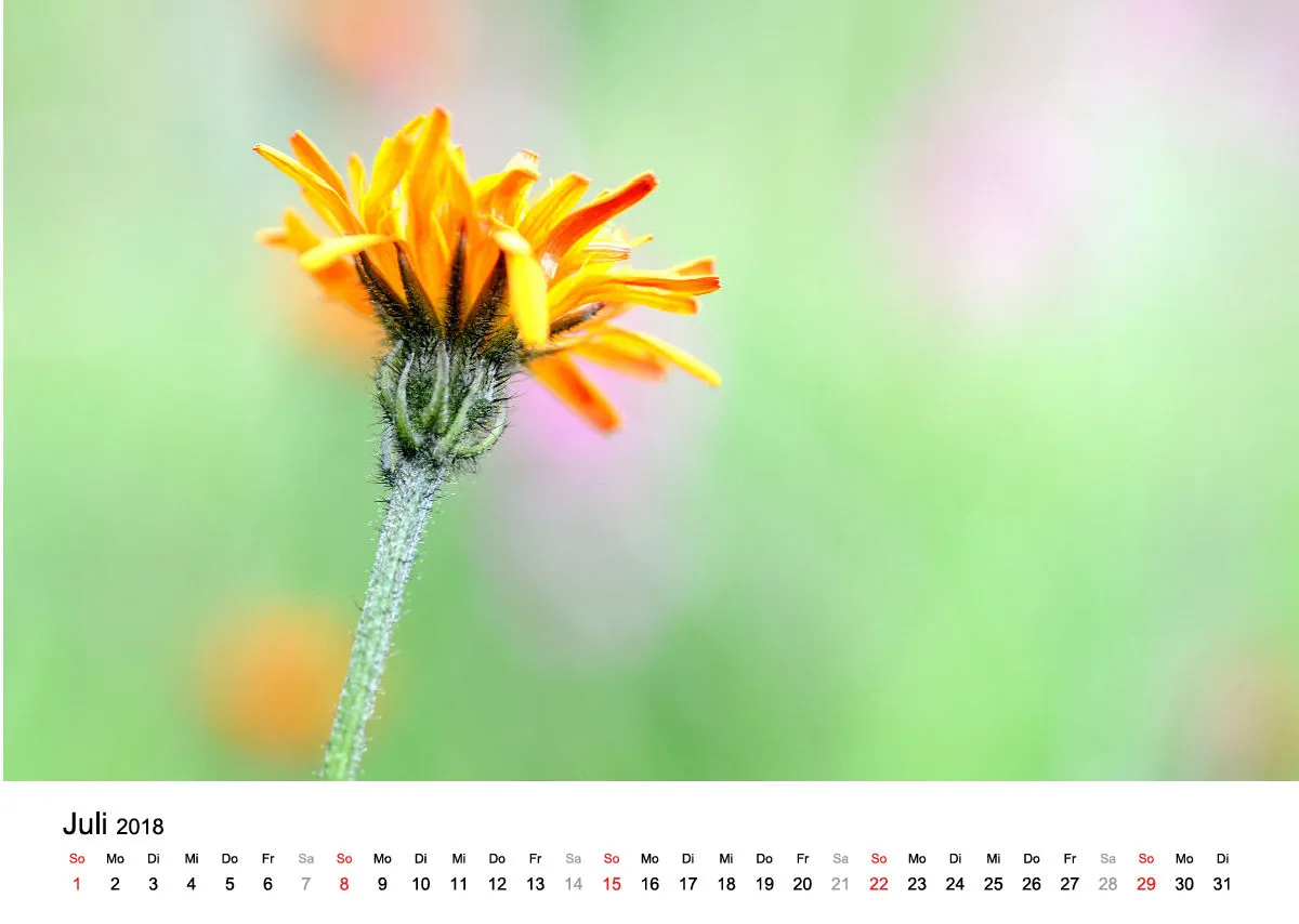 Fotokalender / Nr. 8