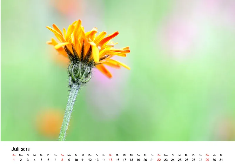 Fotokalender / Nr. 8