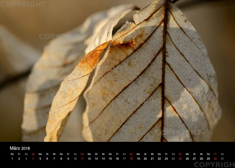 Fotokalender / Nr. 11